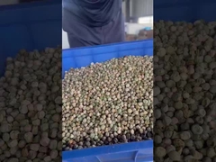 Máy phân loại bằng bò cho đậu Hà Lan