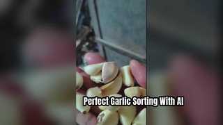 Double-Layer Belt Garlic Bulb Color Sorter