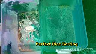 phân loại gạo một máng